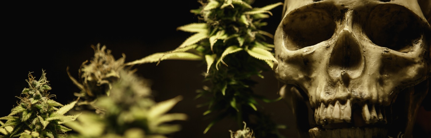 Marijuana and skull
