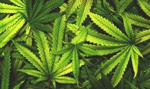 Marijuana