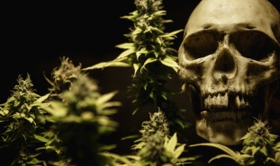 Marijuana and skull