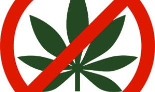 nomarijuana_graphic_article.jpg
